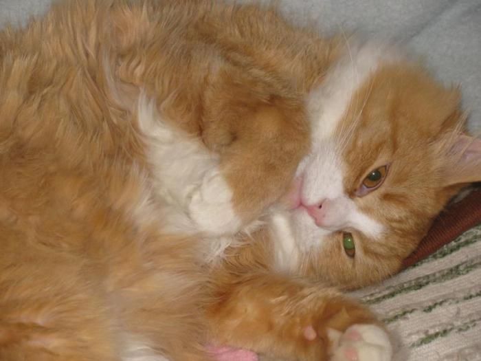 Потерялся некастрированный кот ВАСЯ  7-8 месяцев очень пушистый, рыжего окраса, нашедшего просим позвонить по  тел, 8-624-84-741